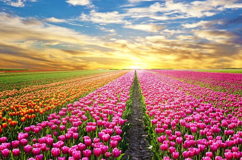 tulips 